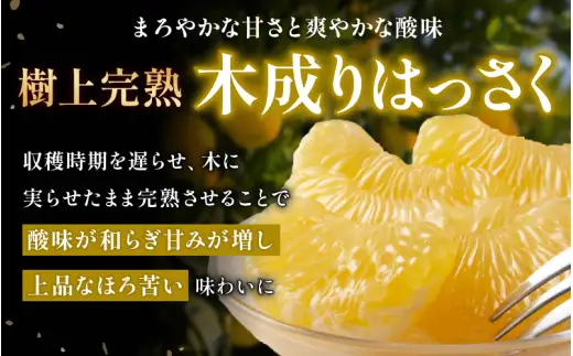 八朔 赤秀 木成りはっさく10kg / 秀品 高級 八朔 ハッサク フルーツ 晩柑 ビタミン サイズ色々 由良 柑橘 期間限定 和歌山 みかん ※2027年3月上旬頃～3月中旬頃に順次発送予定【jahd022-r-10】