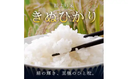 【7日以内発送】きぬひかり5kg ※お届け日指定不可※ 【jahd008A】