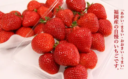 福岡県産 博多あまおう DX上級品 約560g（約280g×2パック入り）イチゴ  苺 【2026年12月上旬～2027年1月上旬発送予定】