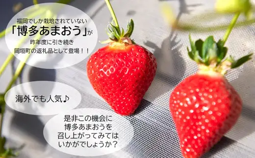 福岡県産 博多あまおう 約1.68kg（約280g×6パック入り）あまおう 【2027年1月下旬～3月下旬頃順次発送予定】