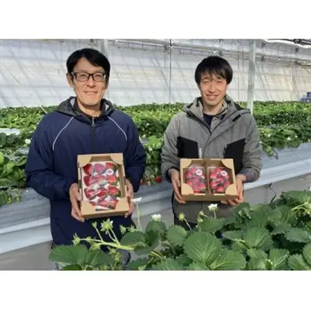 【特選】あまりん(イチゴ)L～3Lサイズ　230g×2パック【配送不可地域：離島・北海道・沖縄県・中国・四国・九州】【1604433】