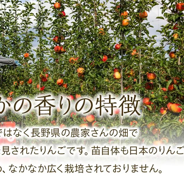 訳あり りんご あいかの香り 約3kg セット 2026年 令和8年度発送分 リンゴ 林檎 長野 フルーツ 果物 信州産 長野県産 特産 産地直送 家庭用 おすすめ