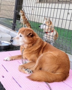 【 鹿児島市の動物愛護活動 を 応援 】（ 返礼品なし ）10,000円 K000-CFA0010