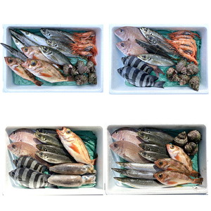 能登の朝どれ「いきいき七尾魚」おまかせ鮮魚ボックス 大（3～5種類）（下処理なし） ｜ 魚 新鮮 詰め合わせ ※北海道・青森・沖縄・離島及び九州（福岡県を除く）配送に2日以上かかる地域へのお届け不可