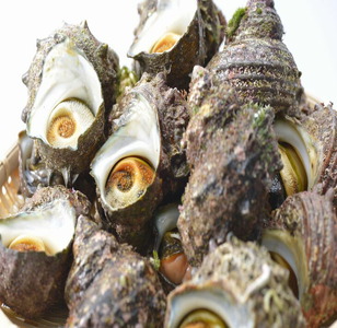 朝どれ旬のサザエ詰め合わせ（大2kg） | サザエ ※季節商品 ※2026年6月上旬～9月下旬頃に順次発送予定