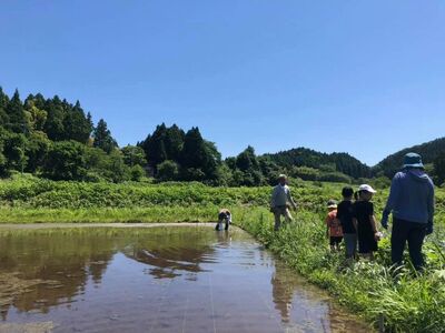 令和6年産 のと自然栽培米みのり玄米10kg（5kg×2袋）石川県 七尾市 国産 ※2024年12月頃より順次発送予定