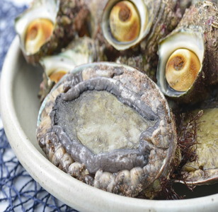 魚介類 /能登　朝どれアワビ・サザエセット（大アワビ2ヶ/サザエ10ヶ） 刺身 つぼ焼き 貝 ※季節商品 ※2027年6月～発送