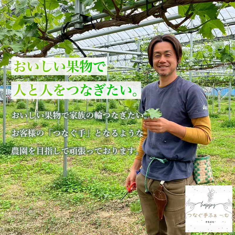 【家庭用】シャインマスカット 約1.3kg 2～3房 【令和8年産先行予約】FU25-587 くだもの 果物 フルーツ 山形 山形県 山形市 2026年産