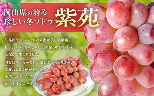 紫苑 2kg ぶどう 葡萄 フルーツ 果物 岡山県 岡山県産 2026年 先行予約 【2026年10月上旬-11月下旬発送予定】