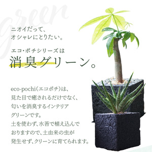 S060-111_【ふるさと納税限定】初心者の人にもお勧め！エコ・ポチ　トライアルセット・ミニ