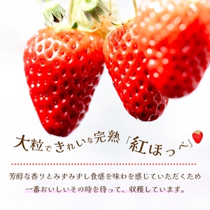 【先行受付・数量限定】朝摘み完熟☆紅ほっぺ いちご 果物 イチゴ  12～18個（400g～600g）  2027年1月頃発送予定　三原いちご園 苺 フルーツ  041001