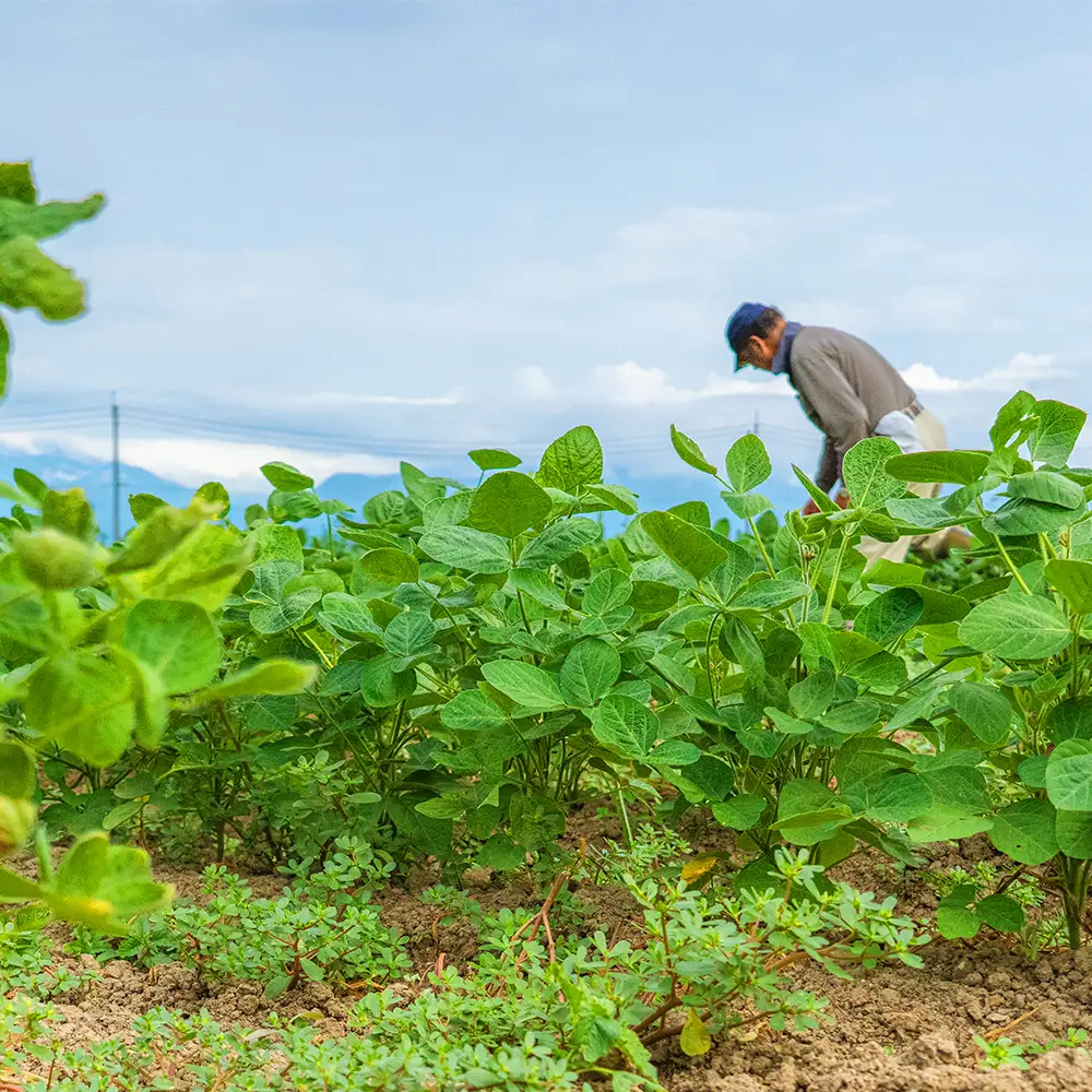 2026年 山形県産 品種おまかせ 枝豆 1kg 2026年7月下旬から順次発送 野菜 えだ豆 おつまみ ko-emoxx1