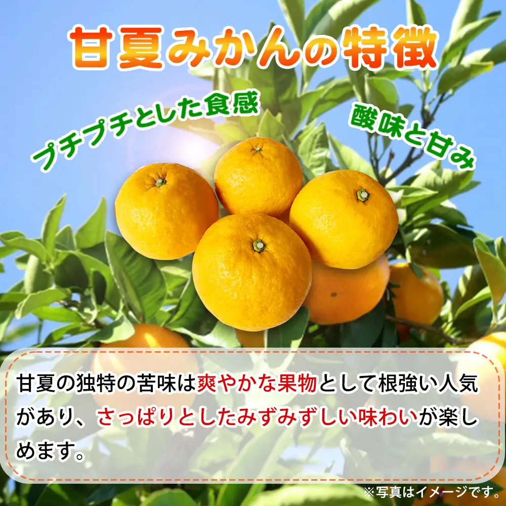 【ご家庭用訳あり】紀州有田産 すっきり爽やか 甘夏みかん 8kg  ※2027年3月中旬頃〜3月下旬頃に順次発送予定 / 甘夏 あまなつ みかん ミカン 蜜柑 温州みかん 柑橘 フルーツ 果物 くだもの 和歌山【uot847】