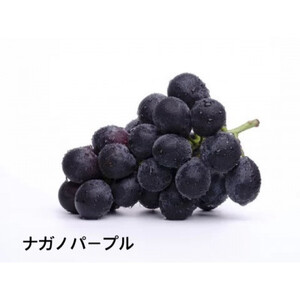 ナガノパープル桐箱入り1房　県内共通返礼品:かすみがうら市産 (BR163)