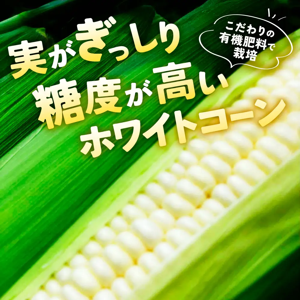 ホワイトコーン 10本（約6kg）極甘 とうもろこし コーン
