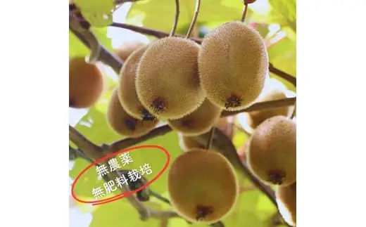 【自然栽培】三重県熊野市産キウイフルーツ(ヘイワード)(約5kg)【kmys0024A】