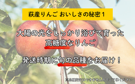 リンゴ 詰め合わせ 萩りんご 萩産 季節の品種  約6～7玉