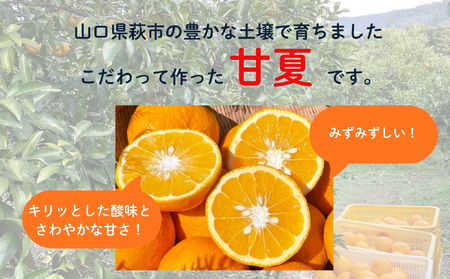 みかん 甘夏 10kg セット 『つぎはぎ農園日記』つぎはぎセット 果物 柑橘 ミカン フルーツ