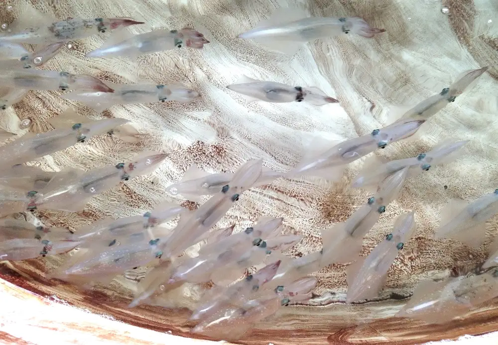 イカ 刺身用 約220g 烏賊 いか 魚介 魚介類