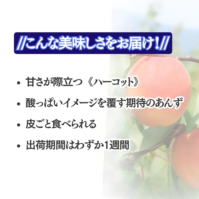 【2027年先行予約】生食用あんずハーコット バラ詰め約2kg| あんず
