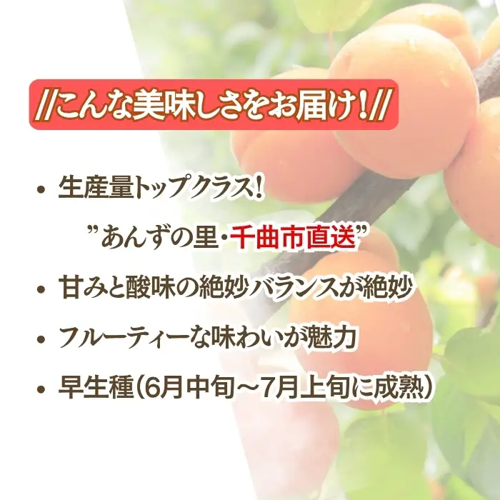 【2027年先行予約】生食用あんず信山丸 バラ詰め約2kg| あんず