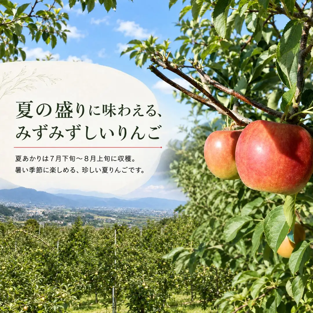 【2027年先行予約】りんご  夏あかり 約2kg｜ りんご