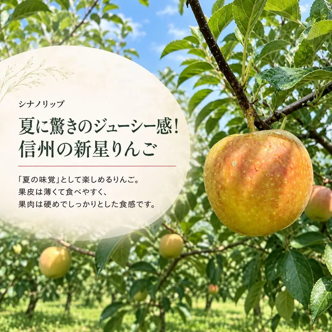 【2027年先行予約】りんご シナノリップ 約2kg｜ りんご