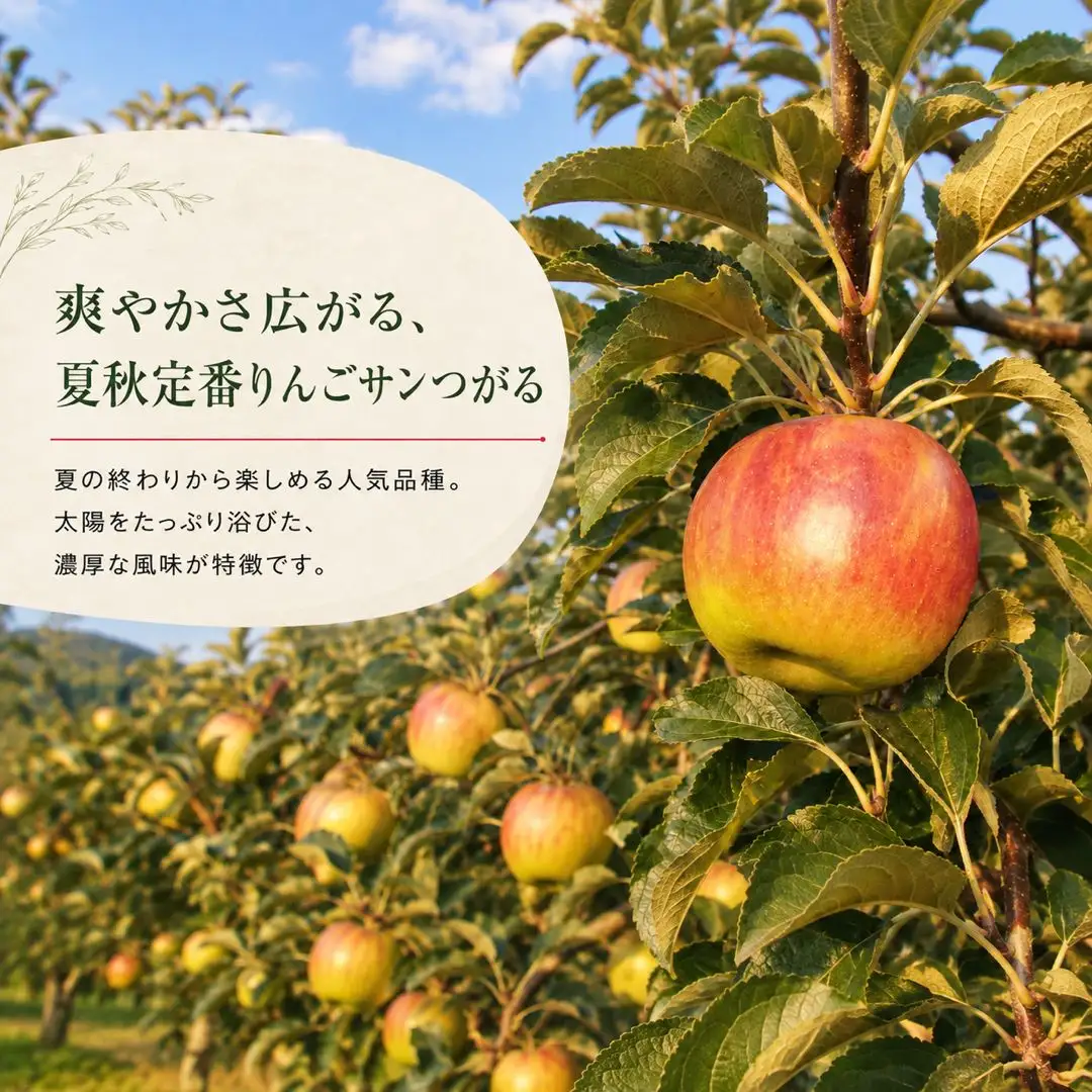 【2027年先行予約】りんご  サンつがる 約2kg｜ りんご