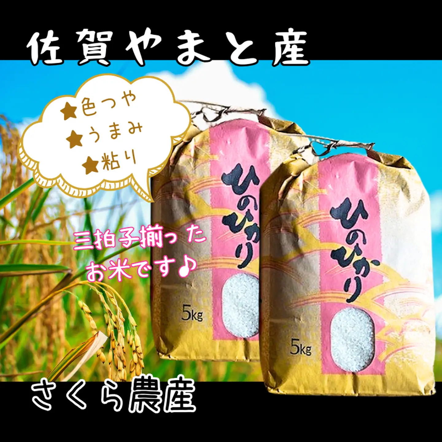 佐賀県大和産「ひのひかり」5kg×2袋 米 農家直送：B320-018