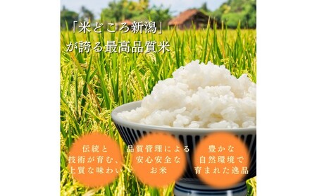 【令和8年10月配送】新米予約 コシヒカリ 5kg コシヒカリ 新潟県