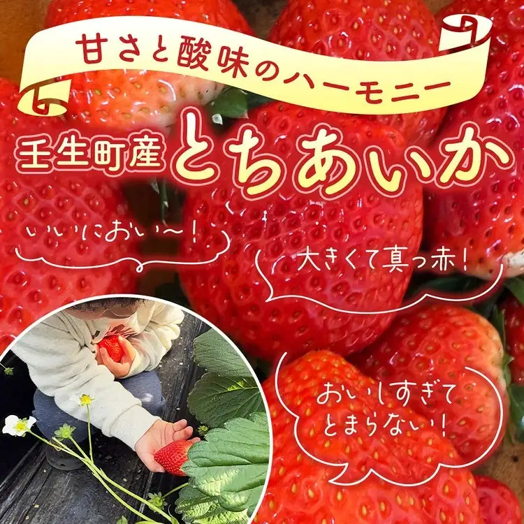 「訳あり」とちあいか1粒45g以上 大玉 12粒入り 540g以上 いちご 苺 栃木県 ※2027年1月～発送