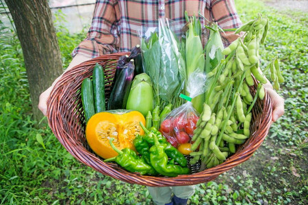 【限定20セット】農薬不使用栃木県産コシヒカリ令和6年産白米3kgと有機野菜6～7品セット 詰め合わせ やさい 採れたて お米 おこめ 有機JAS認証 ※北海道・沖縄・離島への配送不可