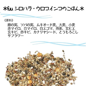 【3ヶ月定期便】fuu シロハラインコ・ウロコインコのごはん（5kg）[145S59-T]