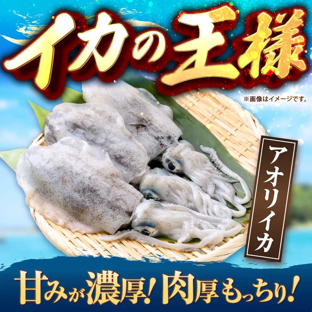 アオリイカ（刺身用） 1kg [JCC020] イカ