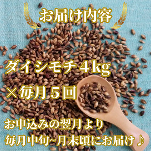 CIC21_【５回定期便】ダイシモチ４ｋｇ もち麦 キラリ もち麦ごはん