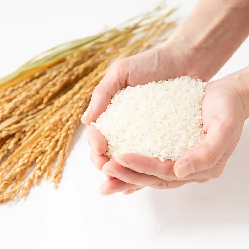 令和8年新米　京都与謝野町産コシヒカリ「京の豆っこ米」精米5kg　【誠武農園】 　農家直送_ 精米 米 _【1616157】