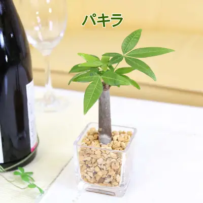 【観葉植物】土を使わないで清潔なミニ観葉植物 ゼオライト植え・ガラス鉢 キューブ形 2鉢セット（パキラ）【観葉植物 インテリア 部屋 おしゃれ 福岡県 筑前町 送料無料 AG050VC02】