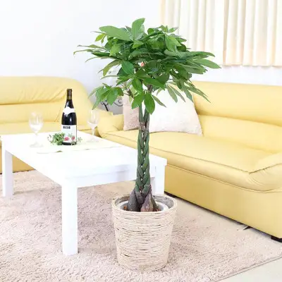 【観葉植物】パキラ 7号 ホワイトバスケット鉢カバー 高さ：約80cm～1m内外(鉢底より)【観葉植物 インテリア 部屋 おしゃれ 福岡県 筑前町 送料無料 AG051】