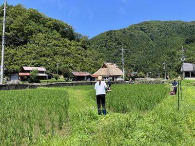 【令和8年度】 料理旅館きぐすりや 特別栽培米 キヌヒカリ 10kg 精米 白米 お米 こめ コメ 減農薬栽培 10キロ 5kg×2 ご飯 ごはん 京都　※9月下旬より順次発送  新米26