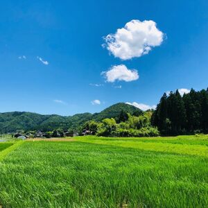 玄米 5kg 自然栽培 米 お米 無農薬 玄米