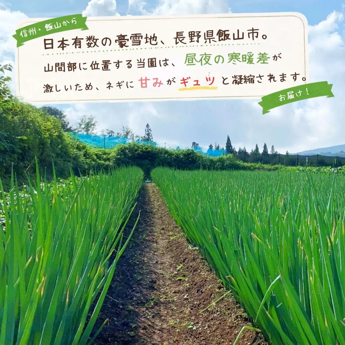 【期間限定】みゆきネギ 2L 20本（約3kg）│めぶく農園