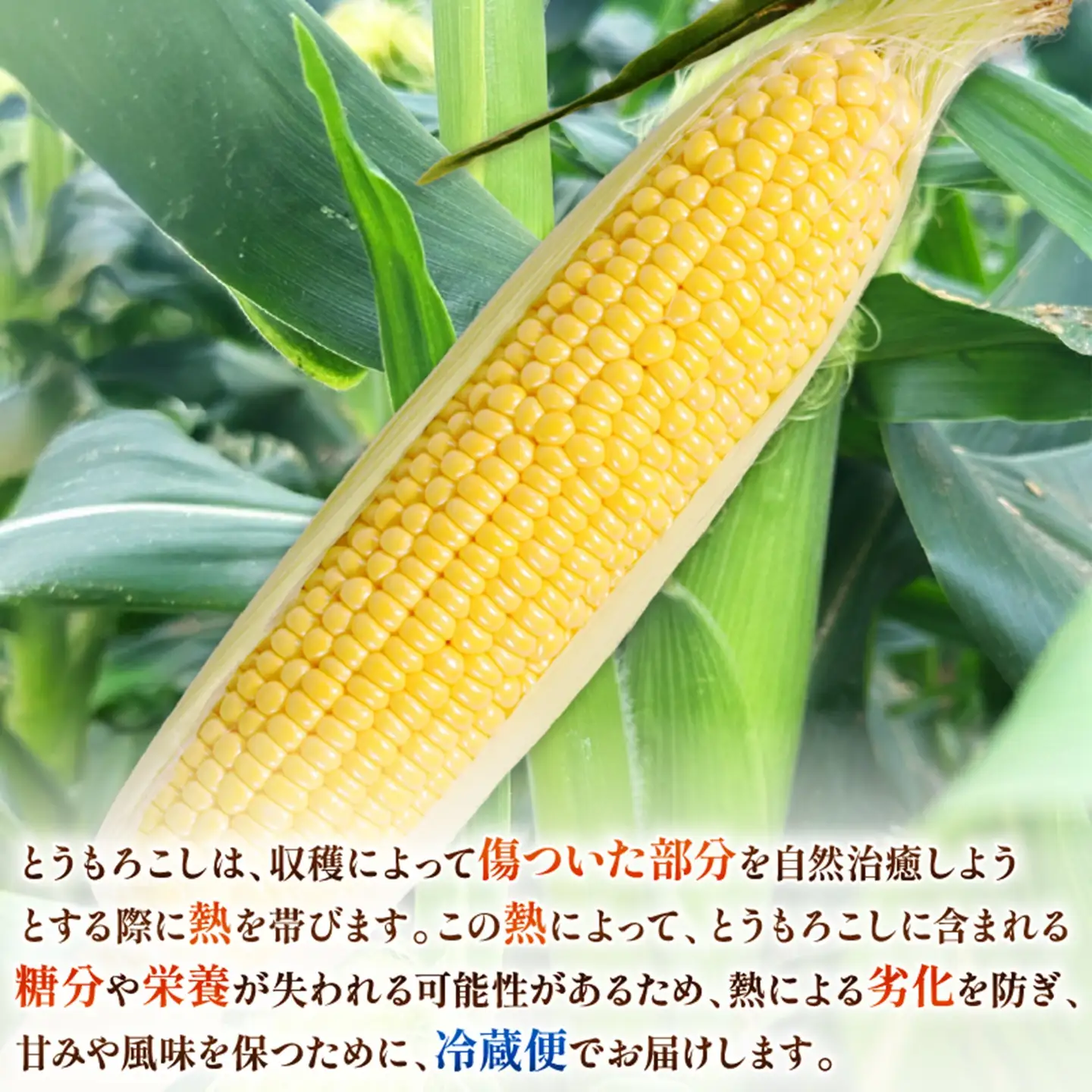  とうもろこし 20本 ゴールドラッシュ 【先行予約】 トウモロコシ