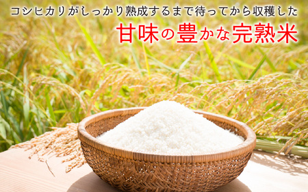 【令和7年産　新米】くらもち完熟米 コシヒカリ 玄米10kg