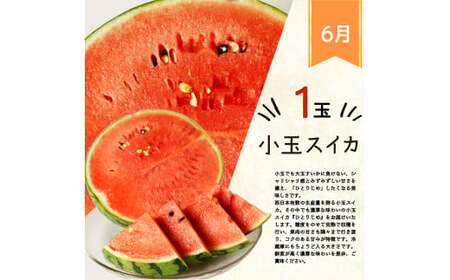【全4回】紀州和歌山産旬のフルーツ定期便 (スイカ・桃・巨峰・シャインマスカット) / すいか スイカ もも 桃 白桃 巨峰 マスカット シャインマスカット 葡萄 ぶどう 果物 くだもの フルーツ フルーツ定期便 和歌山【tkb421】 