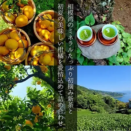 新茶と季節の柑橘詰め合わせ5種5kg! いろんな味が楽しめる農家直送みかんBox【先行受付】【1617064】