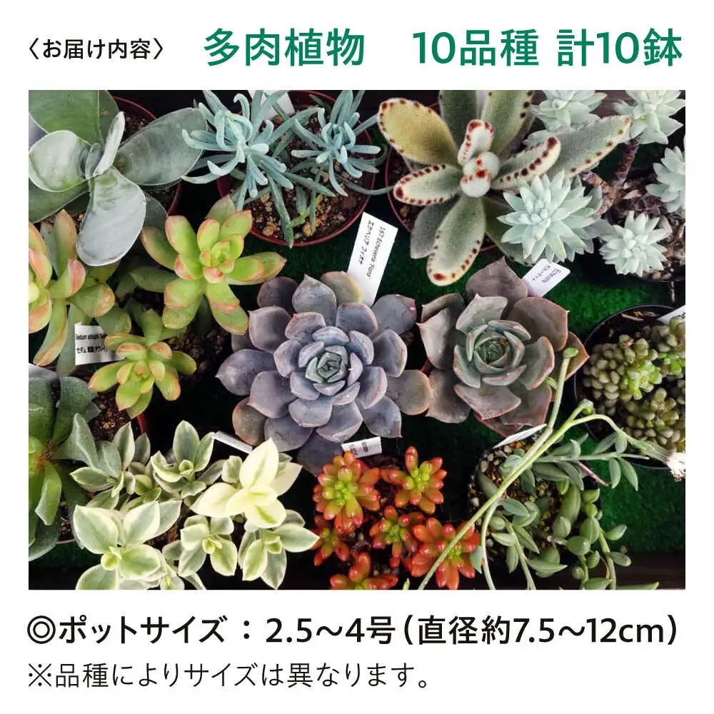 観葉植物 10鉢セット[APCJ001] 観葉植物 