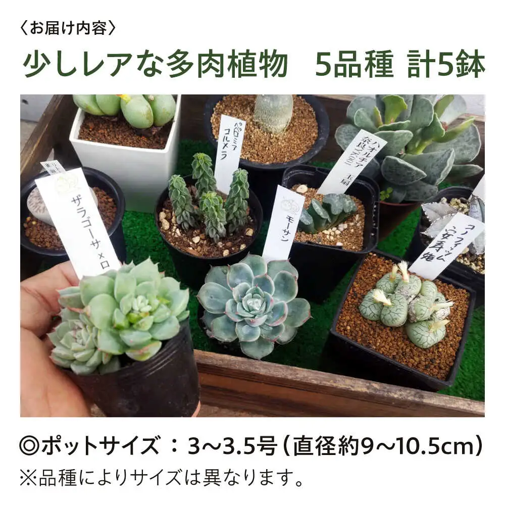 観葉植物 希少5鉢セット[APCJ003]観葉植物 