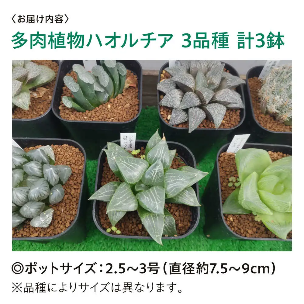 観葉植物 ハオルチア 3鉢[APCJ006]観葉植物 