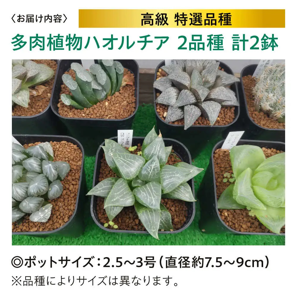 観葉植物 高級ハオルチア 2鉢[APCJ007]観葉植物 