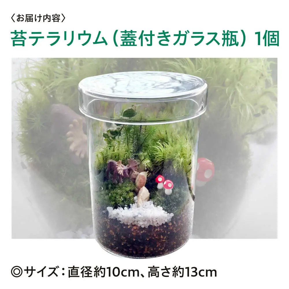 苔テラリウム（蓋付きガラス瓶）[APCJ008] テラリウム